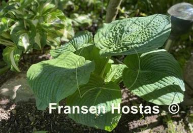 Hosta sieboldiana 'Elegans'