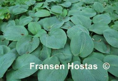 Hosta sieboldiana 'Elegans'