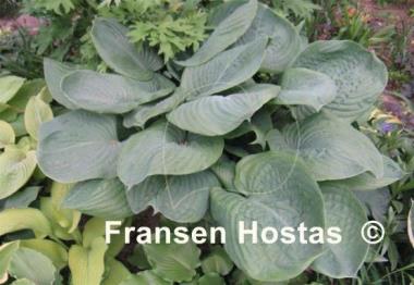 Hosta sieboldiana 'Elegans'
