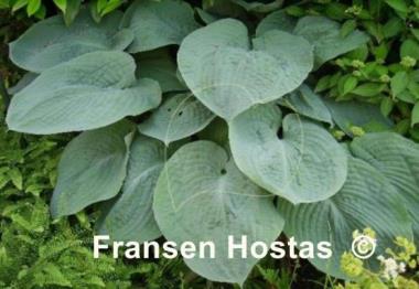 Hosta sieboldiana 'Elegans'