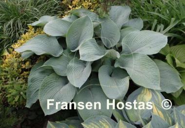 Hosta sieboldiana 'Elegans'