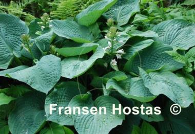 Hosta sieboldiana 'Elegans'