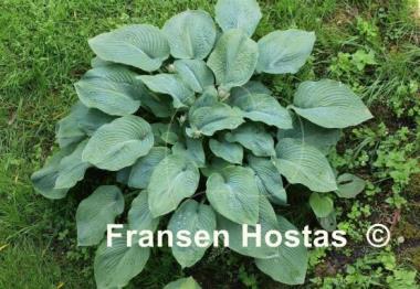 Hosta sieboldiana 'Elegans'