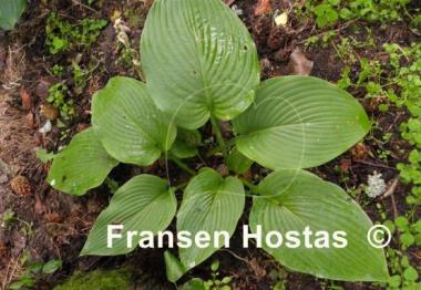 Hosta sieboldiana 'Mira'