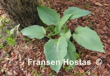 Hosta sieboldiana 'Mira'