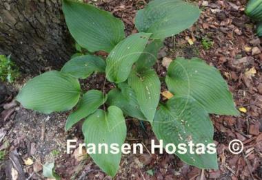 Hosta sieboldiana 'Mira'