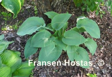 Hosta sieboldiana 'Mira'