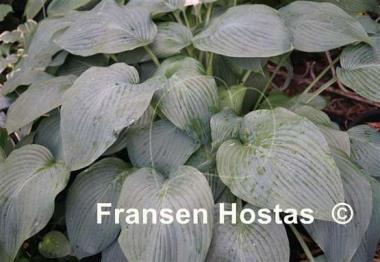 Hosta snowden