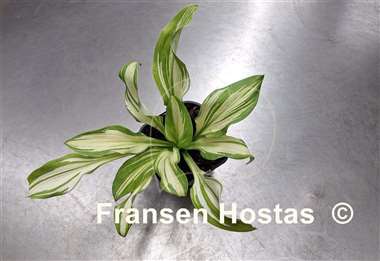 Hosta Take the Prize