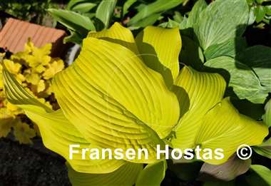 Hosta Talcott Ravine