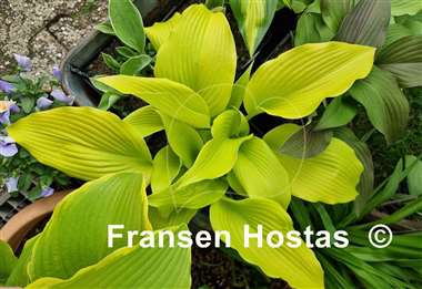 Hosta Talcott Ravine