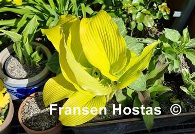 Hosta Talcott Ravine