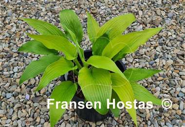 Hosta Talcott Ravine