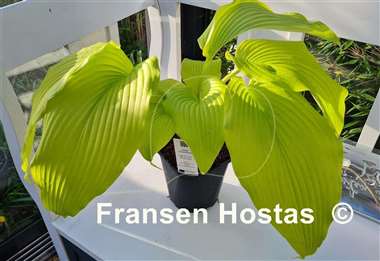 Hosta Talcott Ravine