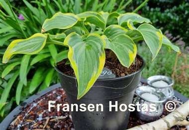 Hosta Tango