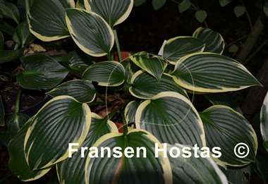 Hosta Tara