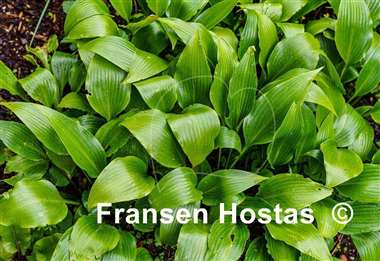 Hosta Tardiflora