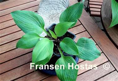 Hosta Tasmanian Toad