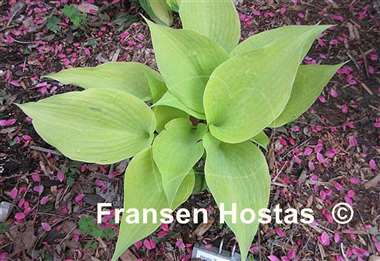 Hosta Tasmanian Toad