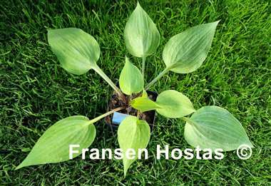 Hosta Tasmanian Toad
