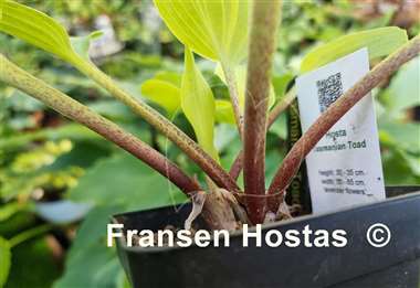 Hosta Tasmanian Toad