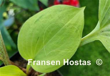 Hosta Tasmanian Toad