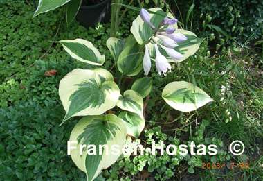 Hosta Tatooine
