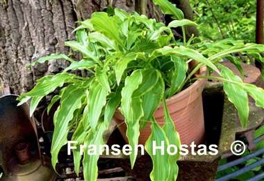 Hosta Tattle Tails