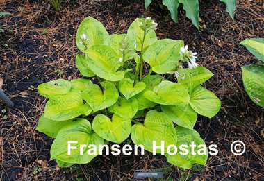 Hosta Tattoo