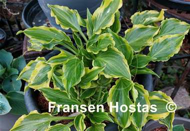 Hosta Tea at Bettys