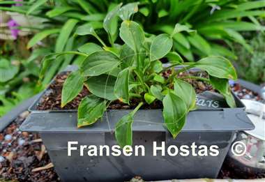 Hosta Tears of the Sun