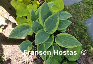 Hosta Teatime