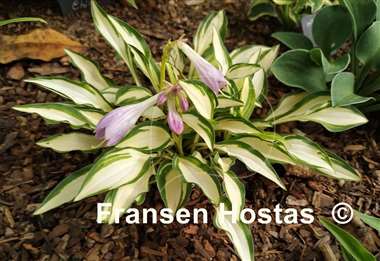 Hosta Teeny-weeny Bikini