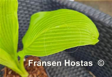 Hosta Teltow Lemon Fountain