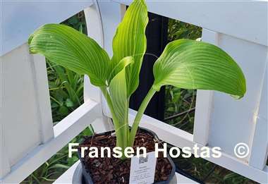Hosta Teltow Lemon Fountain