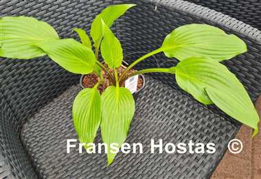 Hosta Teltow Olive Kentia