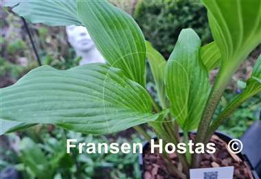 Hosta Teltow Olive Kentia