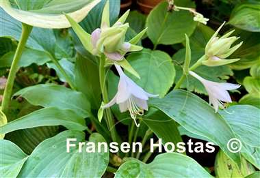 Hosta Teltow Yellow Explosion