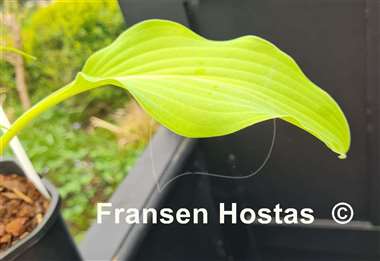 Hosta Teltow Yellow Explosion