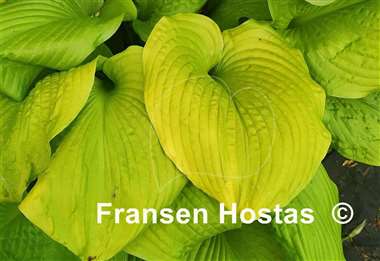 Hosta Templar Gold