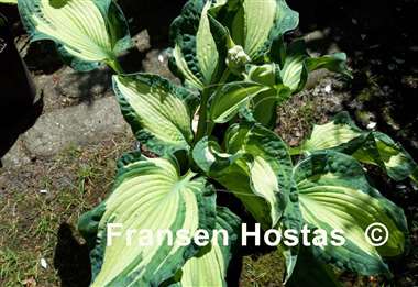 Hosta Temptation