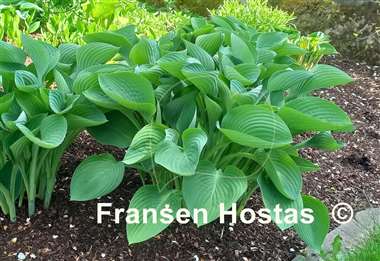 Hosta Tenryu