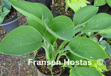 Hosta Tenryu