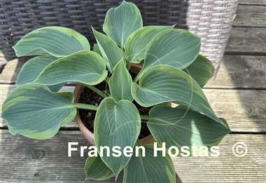 Hosta Terms of Endearment