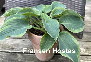 Hosta Terms of Endearment