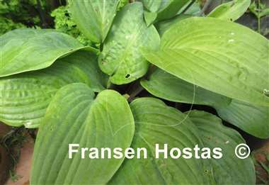 Hosta The British are Coming