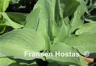 Hosta The British are Coming