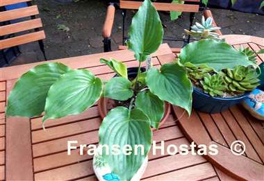 Hosta The Fonz