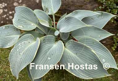 Hosta The Future King