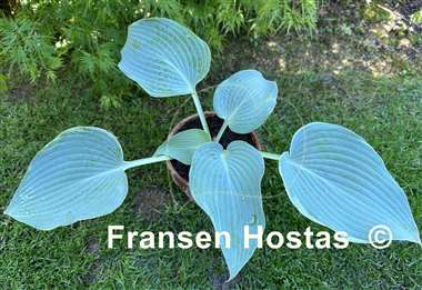 Hosta The Future King